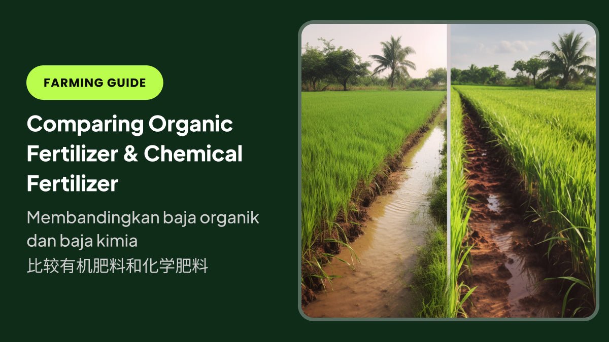 Comparing Organic Fertilizer and Chemical Fertilizer - Farm Doktor