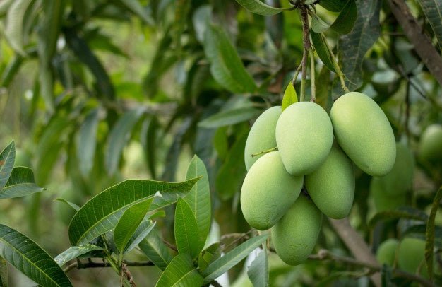 Effective Pest/Disease Control for Growing Mango in Malaysia - Farm Doktor