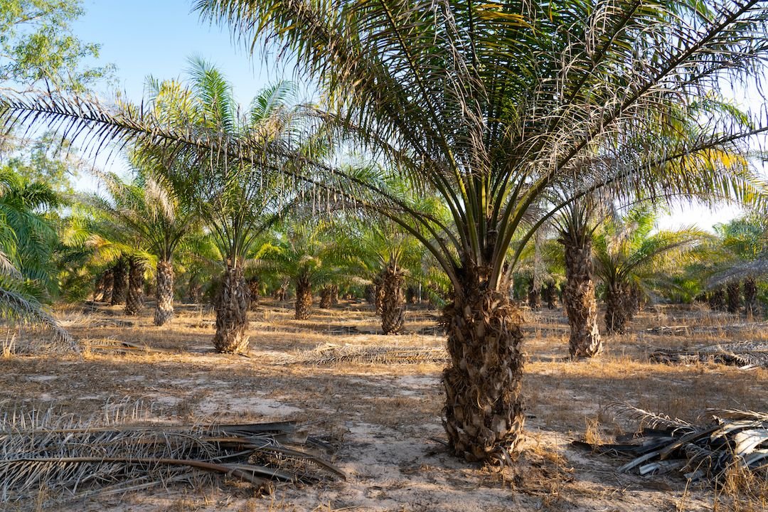 Effective Pest/Disease Control for Growing Oil Palm in Malaysia - Farm Doktor