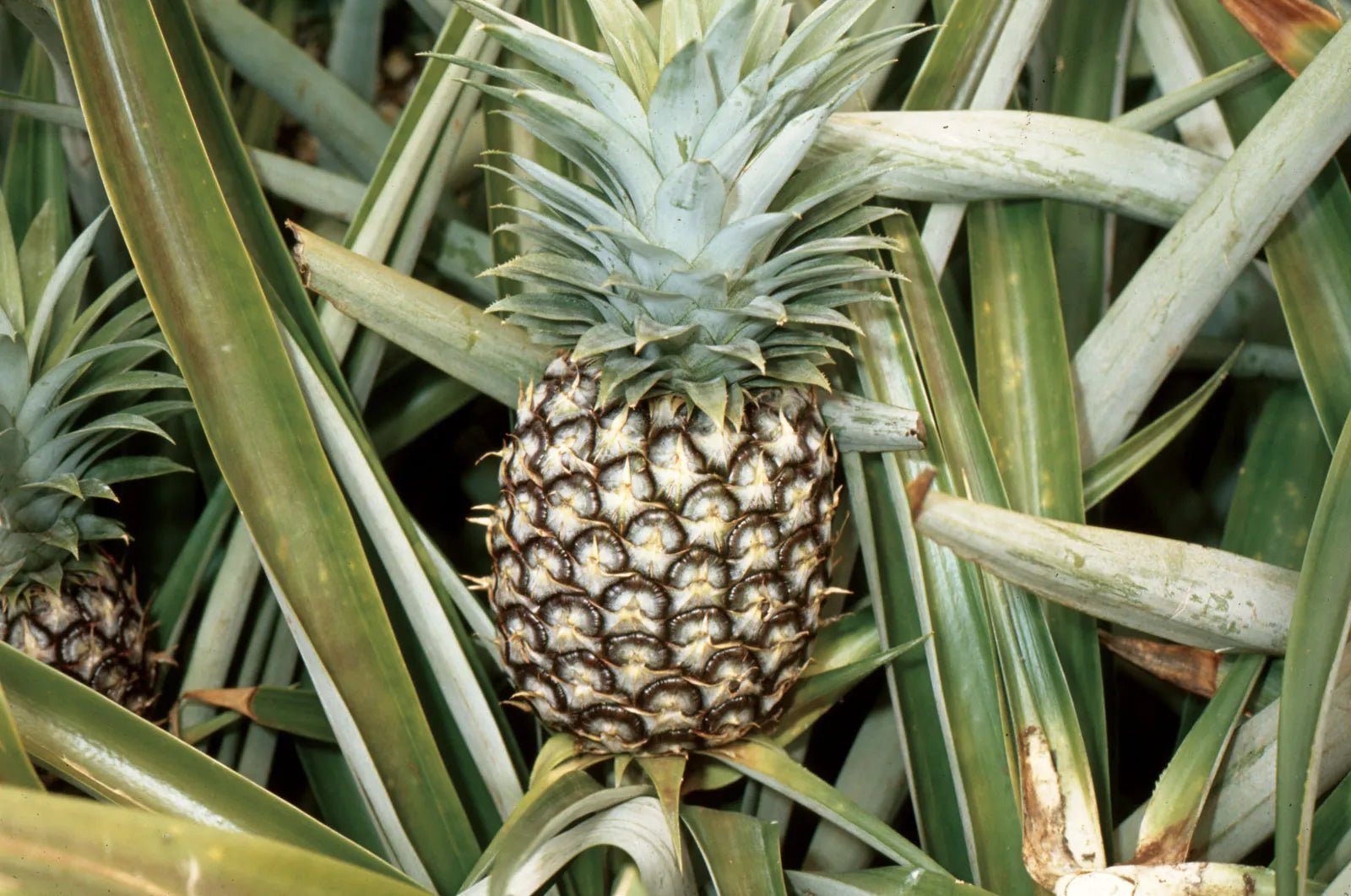 Effective Pest/Disease Control for Growing Pineapple in Malaysia - Farm Doktor