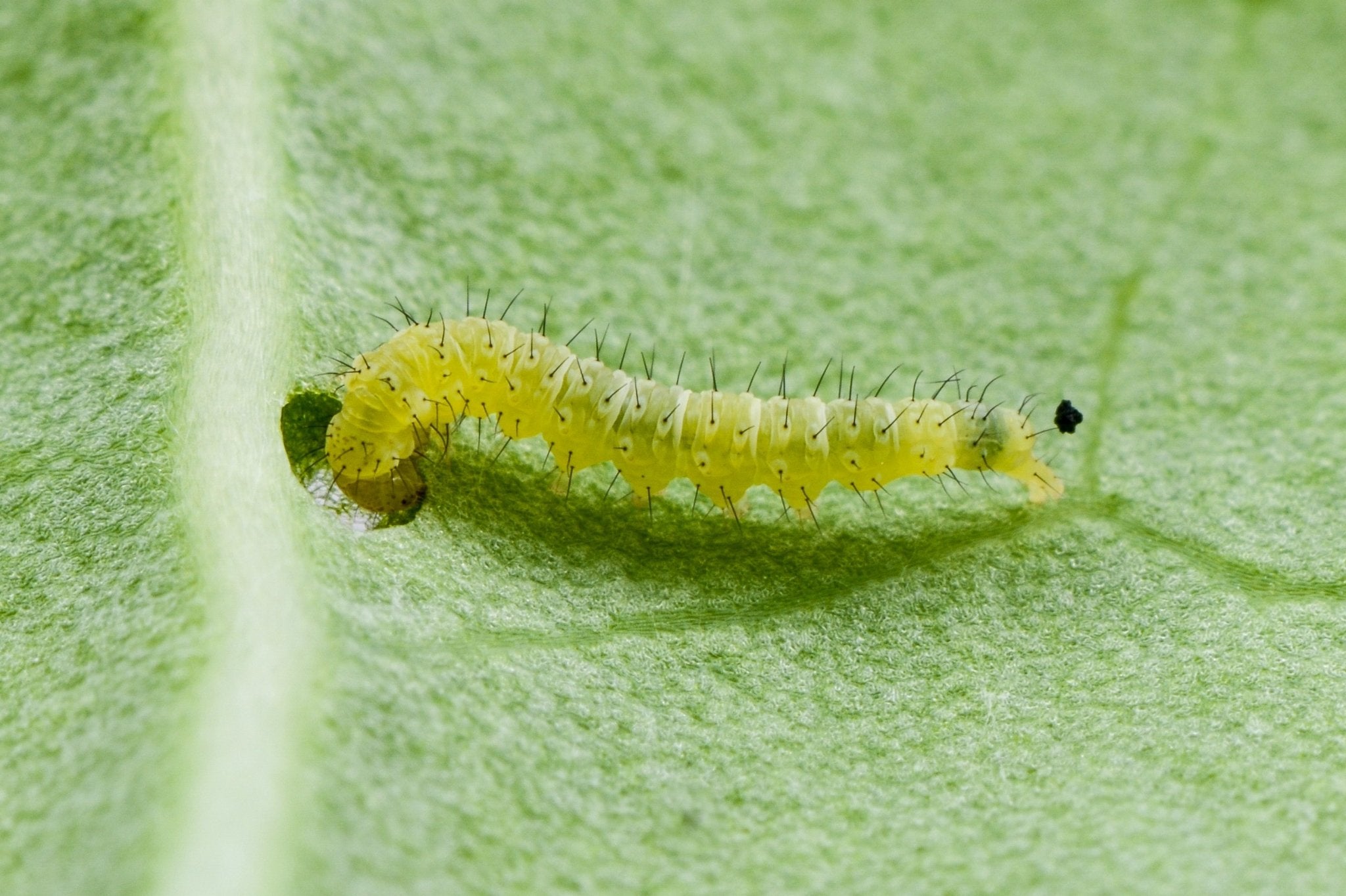 Caterpillar - Farm Doktor