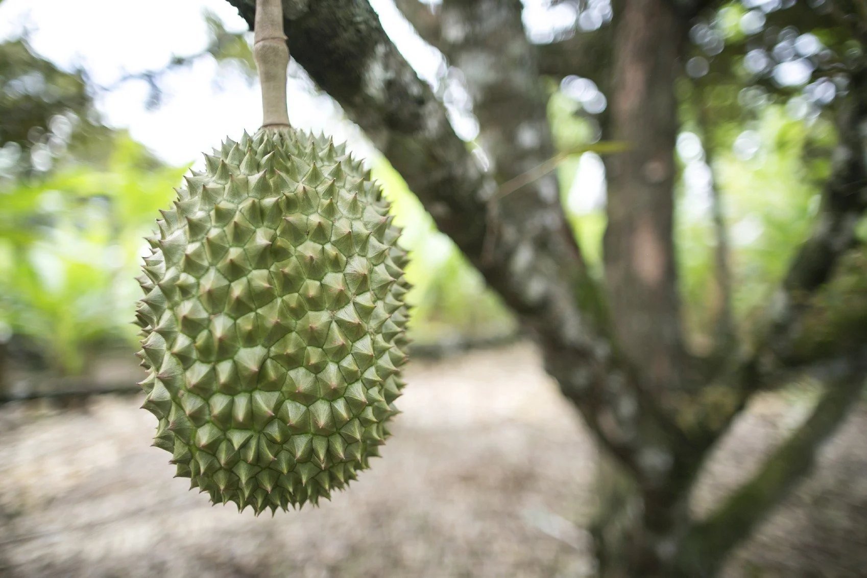 Durian - Farm Doktor