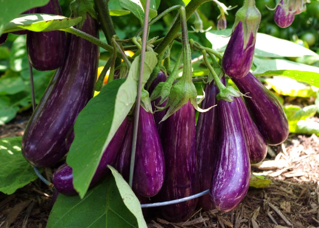 Eggplant - Farm Doktor