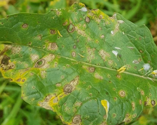 Leaf Spots - Farm Doktor