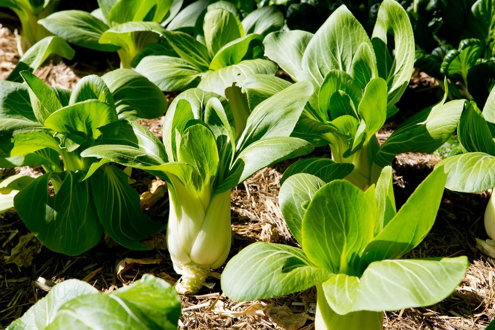 Sayuran Berdaun (Pak Choy, Lettuce, dll) - Doktor Ladang