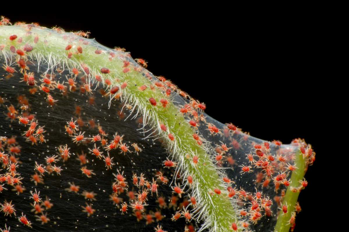 Spider Mites (Red Spiders) - Farm Doktor